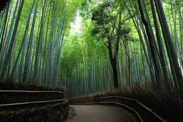 Arashiyama_bambou