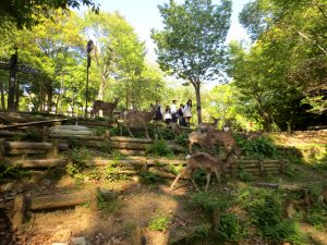 Walking in Nara