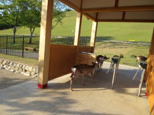 Nara Wakakusa deers