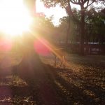 Nara daim au soleil couchant