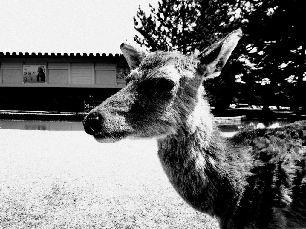 Nara daims