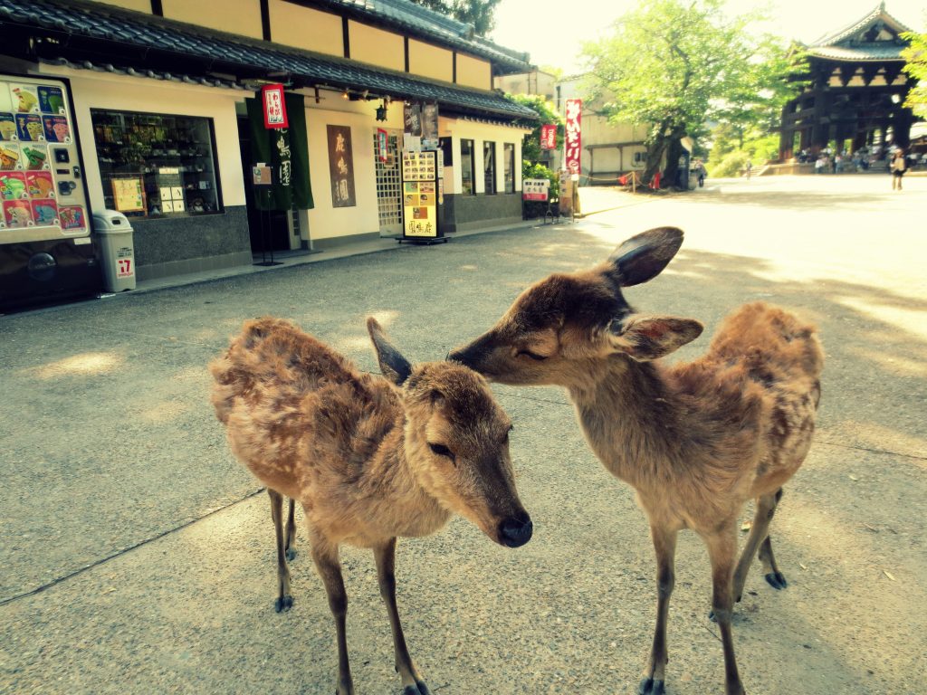 Nara daims