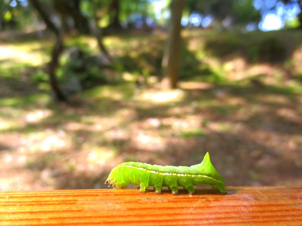 Nara caterpillar