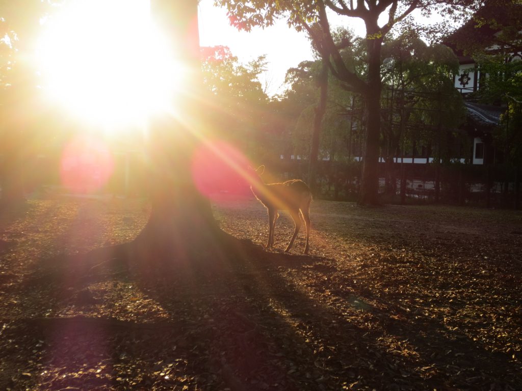 Nara daim au soleil couchant